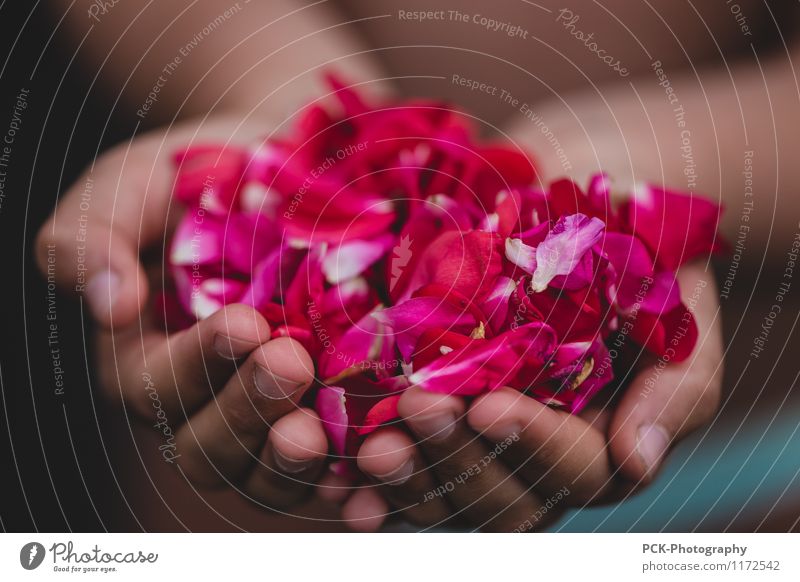 rose hand Feminine Hand Rose Blossom To hold on Beautiful Pink Red rose petals Stop Offer Thank abundance blossoms Colour photo Multicoloured Exterior shot