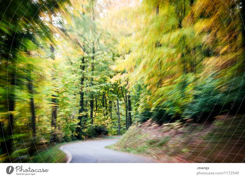 leadfoot Trip Nature Landscape Summer Autumn Forest Transport Motoring Street Curve Driving Speed Moody Prompt Stress Movement Threat Perspective Safety Haste