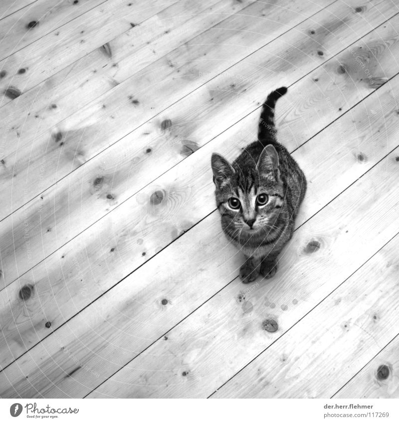 pellet Cat Wood Wooden floor Hello Sweet Knothole Hallway Pet Animal Sausage casing Compassion Domestic cat