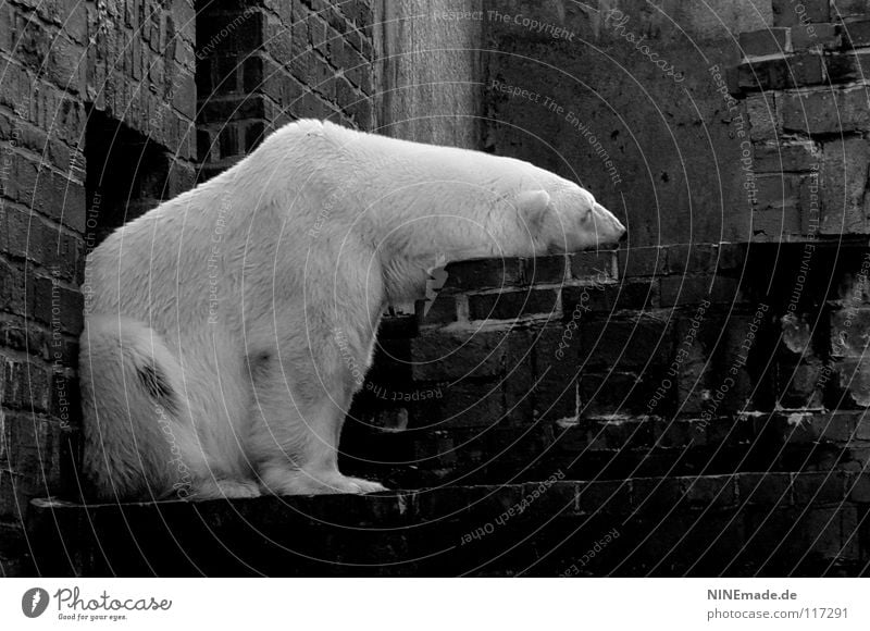 without you ... Polar Bear Zoo Brick Enclosure Leipzig White Black Grief Moody Longing Lovesickness Dependence Sleeping place Pelt Soft Cuddling Cuddly Cold Ice