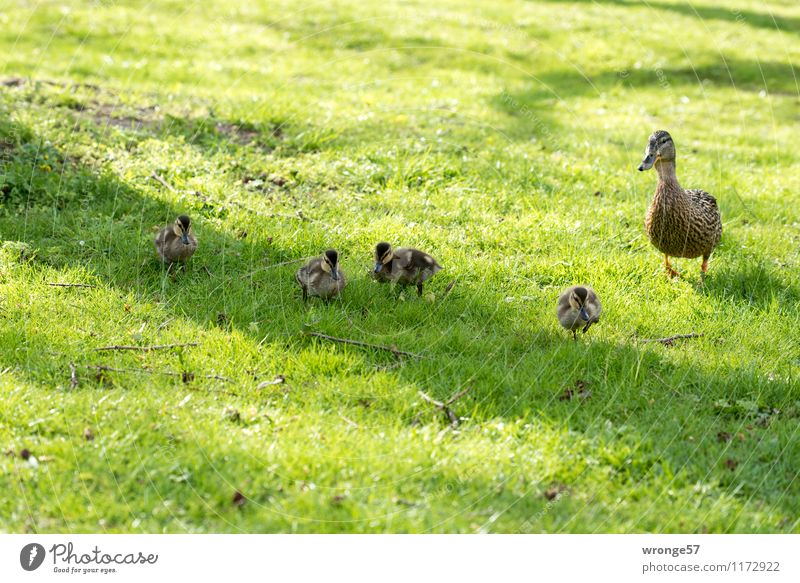 family trip Nature Spring Summer Animal Wild animal Bird Duck Duck birds Duck family Group of animals Animal family Brown Green Duckling Colour photo