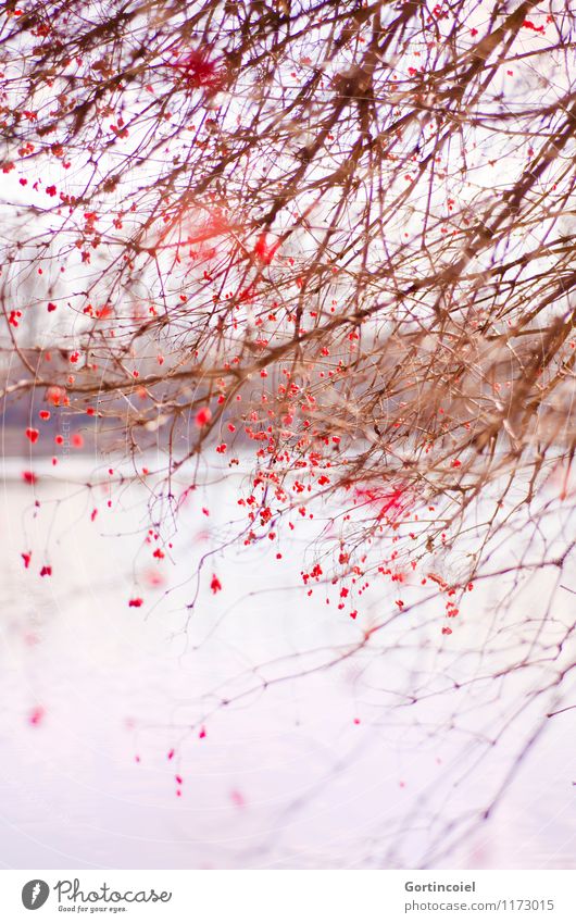 muddled Environment Nature Landscape Winter Tree Bushes Lakeside Beautiful Red Berries Berry bushes Arrangement Chaos Muddled Guelder rose Colour photo