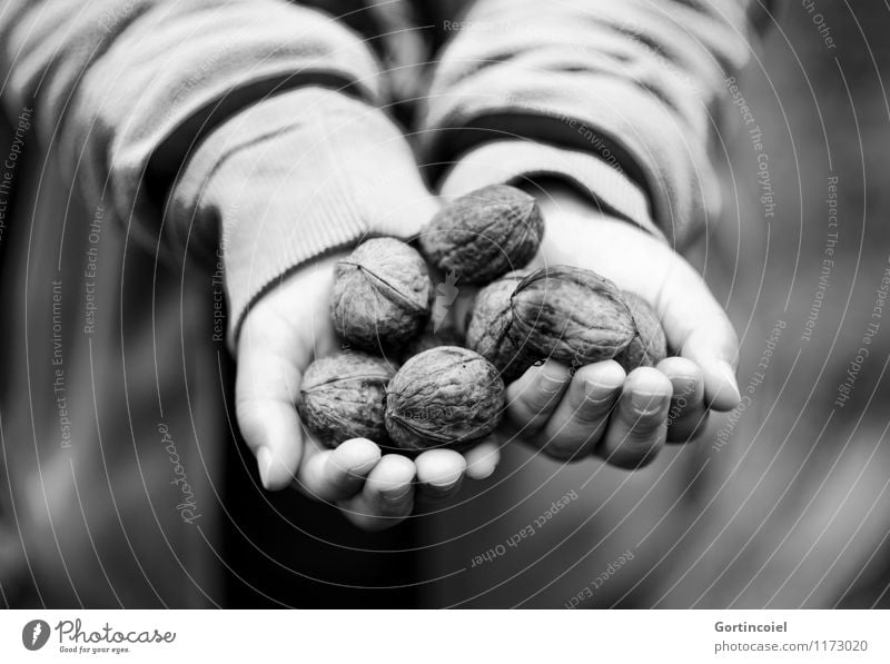 walnut harvest Food Human being Masculine Child Hand Fingers 1 3 - 8 years Infancy Autumn To hold on Give Indicate Walnut Accumulate Harvest Nut Autumnal