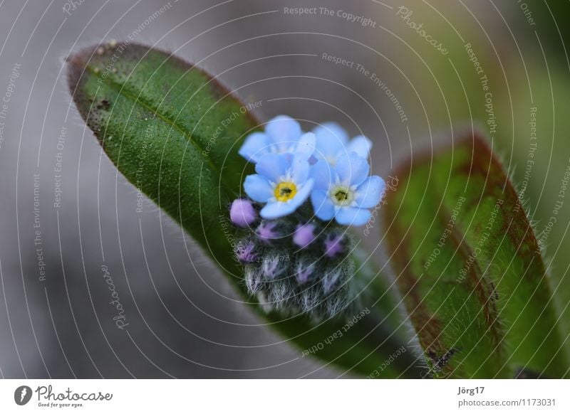 FORGET-ME-NOT Nature Plant Animal Spring Flower Foliage plant Forget-me-not Garden Meadow Colour photo Exterior shot Close-up Macro (Extreme close-up) Day