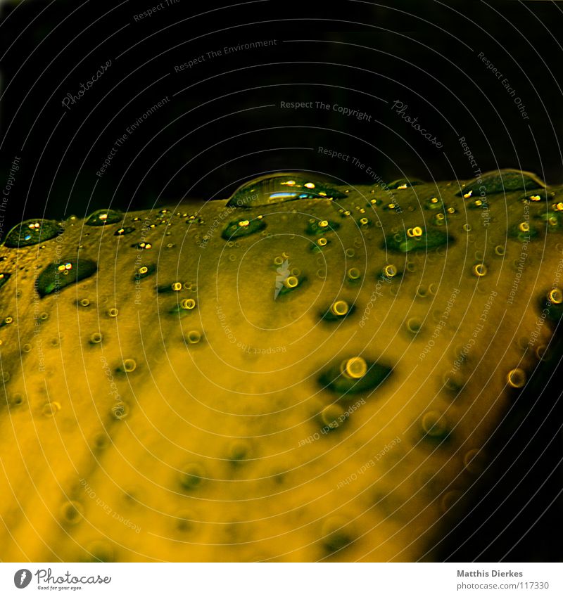 Drops II Water Green Leaf Hydrophobic Esthetic Noble Fantastic Fairy tale Drops of water Tree Bushes Yellow Stand Hover Glide Light Caught by a speed camera