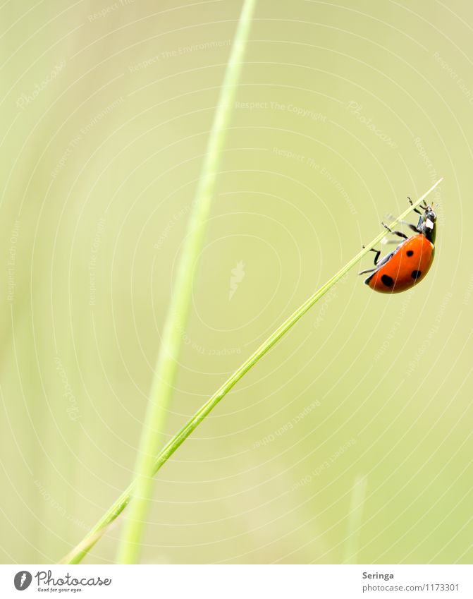Ladybird 2 Nature Landscape Plant Animal Spring Leaf Blossom Beetle 1 Flying Colour photo Close-up Macro (Extreme close-up) Day Blur Motion blur Bird's-eye view