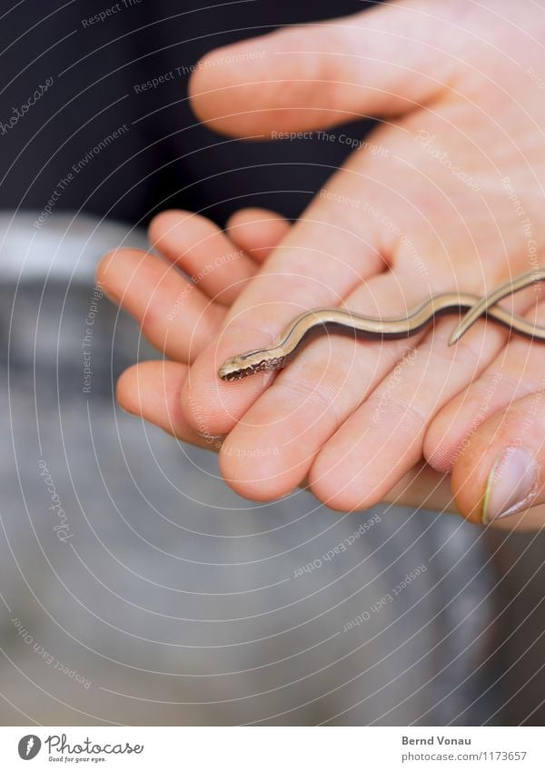 new entrant Human being Masculine Child Boy (child) Hand Fingers 1 8 - 13 years Infancy Bright Cute Catch Slow worm Worm Saurians Baby animal Thin Retentive