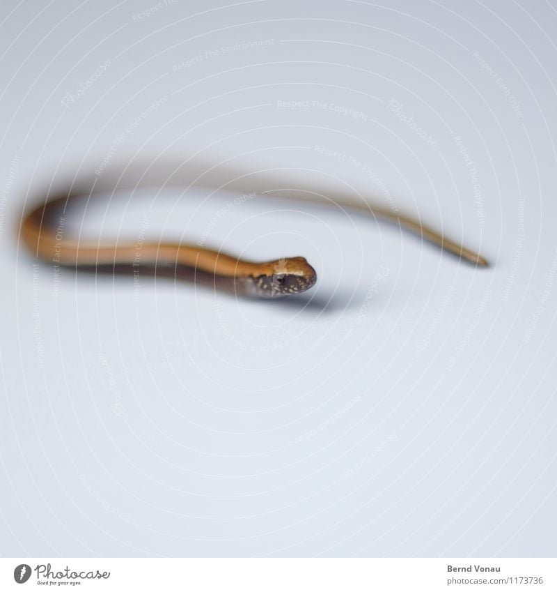 nofoot oneeighty Animal Snake 1 Bright Beautiful Brown Green White Slow worm Wiggly line Turn back Turnaround Direction Baby animal Curiosity Smooth Glittering
