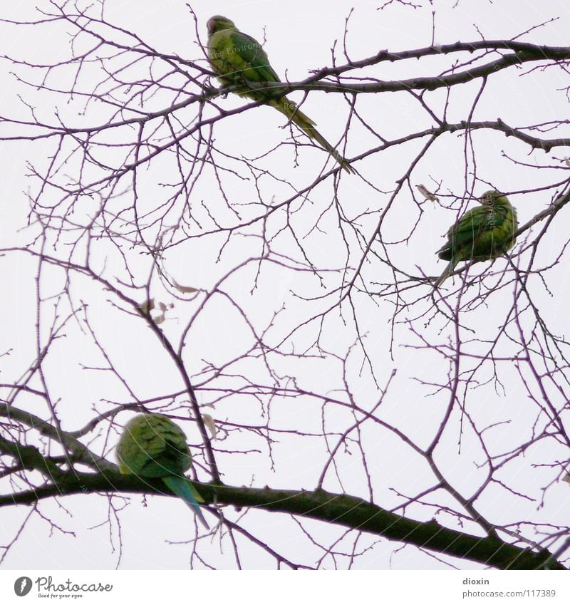 Rhine-Neckar Parakeets #1 Colour photo Subdued colour Evening Freedom Environment Nature Animal Tree Bird Wing 3 Group of animals Animal family Flying Sit Wait