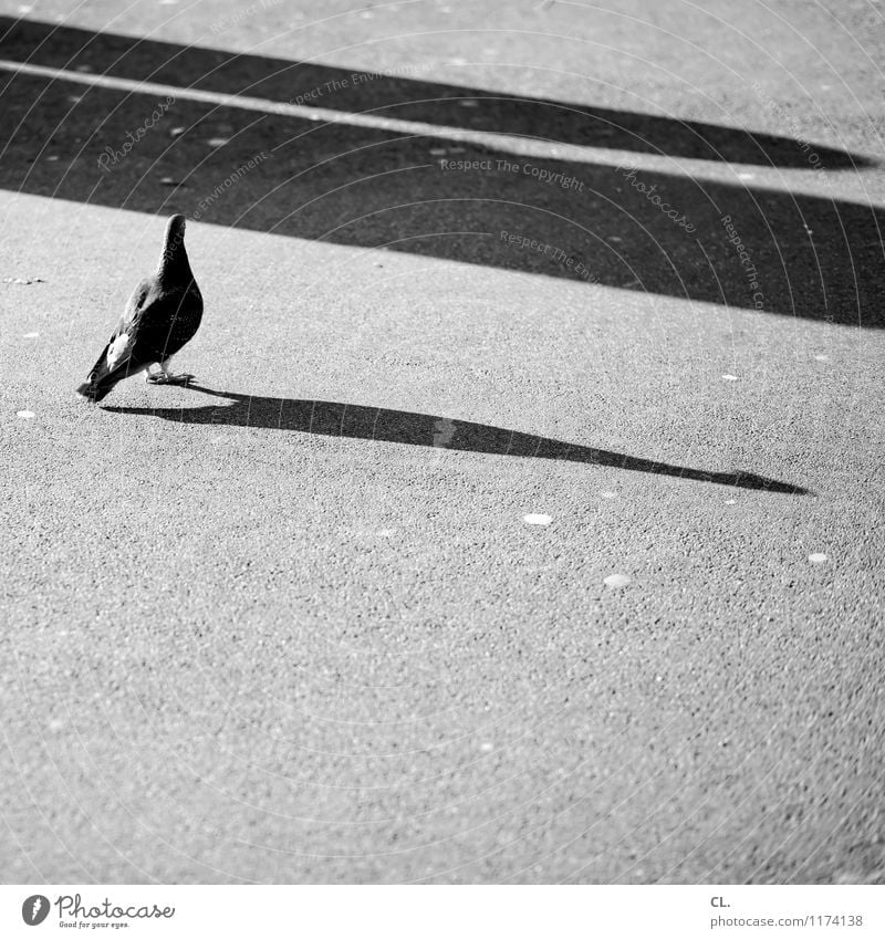 dove Beautiful weather Animal Wild animal Pigeon 1 Ground Stand Change Black & white photo Exterior shot Deserted Day Light Shadow Contrast