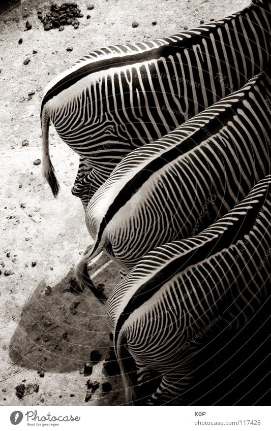 Zebras from behind Zoo 3 Animal Mammal Black & white photo Hind quarters