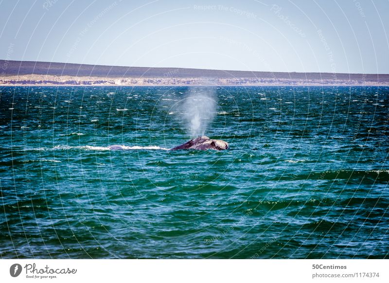 whale watching - Peninsula Valdés Vacation & Travel Tourism Trip Adventure Far-off places Freedom Cruise Summer Beach Ocean Island Waves Nature Landscape