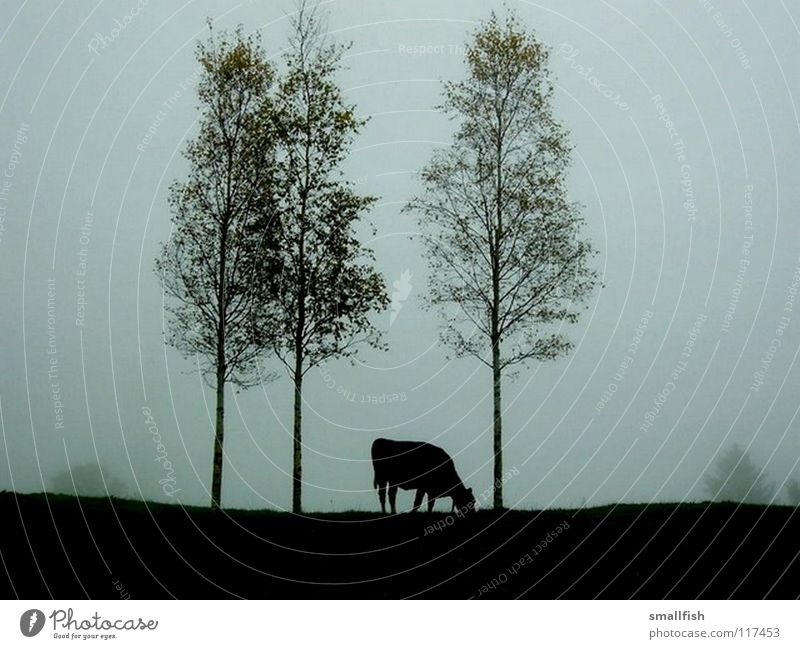 Cow in the pasture Tree Dark Loneliness Fog Eerie Mammal Pasture Contrast