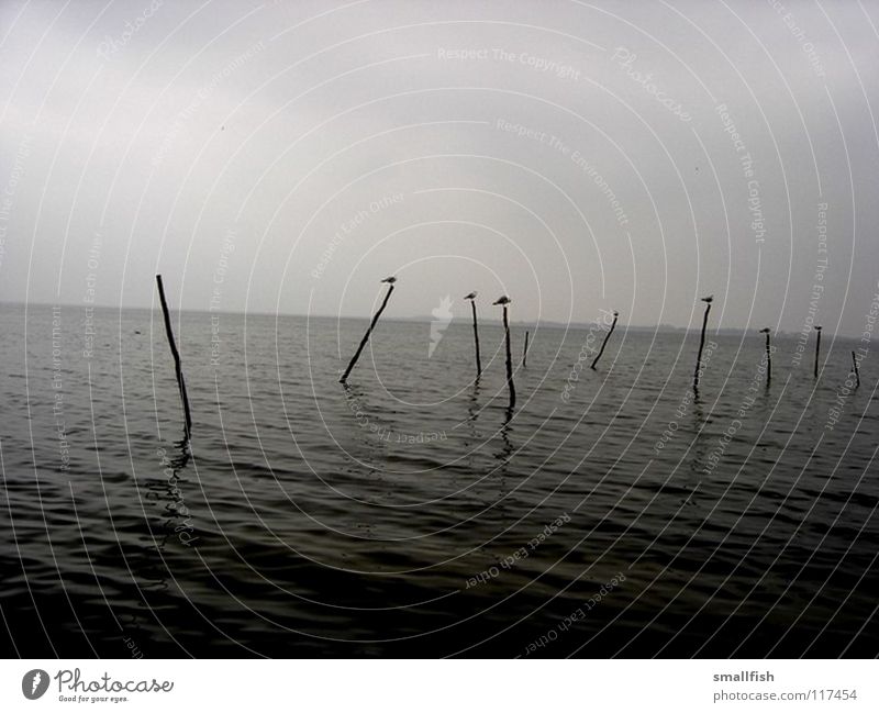 posts Ocean Bird Dark Eerie Grief Loneliness Navigation Sky Denmark Pole