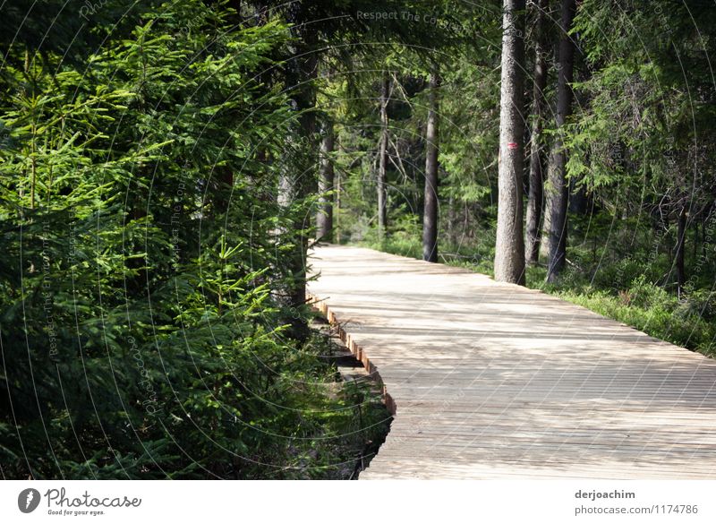 The way to the lake is via a wooden plank path. Surrounded by spruce trees. Design Calm Trip Agriculture Forestry Architecture Environment Spring