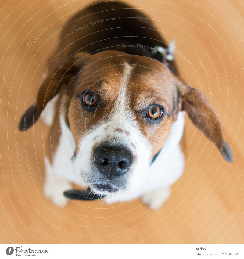 Beagle dog looking at camera Animal Pet Dog 1 Sit Cute Brown Delightful alert animal themes attentive beagle breed Breed brown and white square doggy Domestic