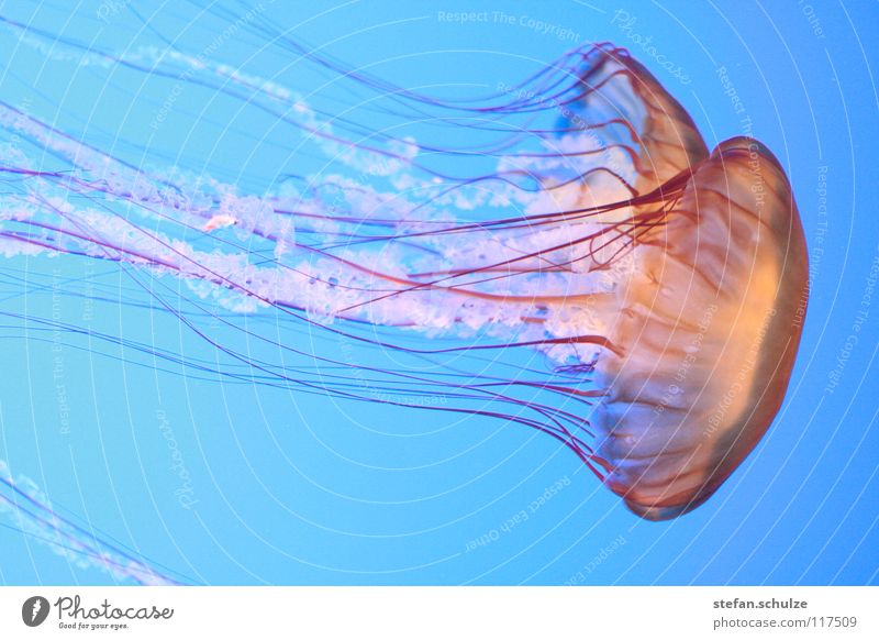 jellyfish Jellyfish Lake Ocean Tentacle Poison Dangerous Nettle animal Fish medusa Water