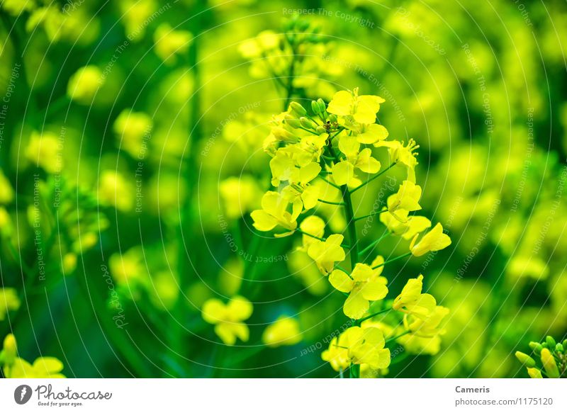 rapeseed Environment Nature Plant Flower Leaf Blossom Agricultural crop Canola Canola field Oilseed rape oil Oilseed rape cultivation Oilseed rape flower Field