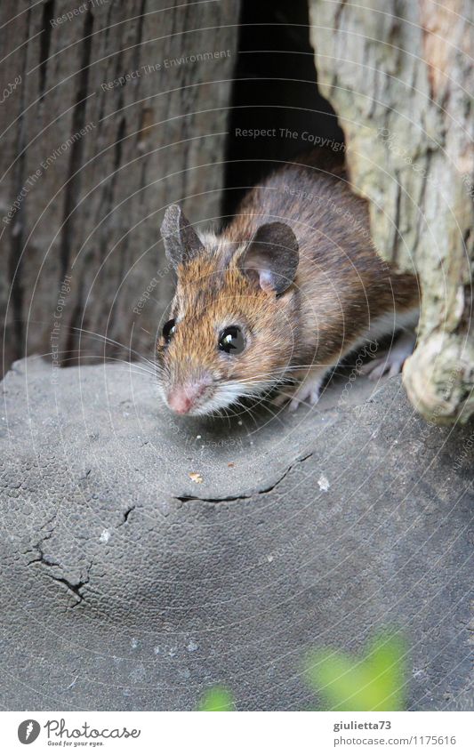 At home with the forest mouse... Environment Nature Spring Summer Garden Forest Barn Mouse garden mouse wood mouse 1 Animal Wood Observe Discover