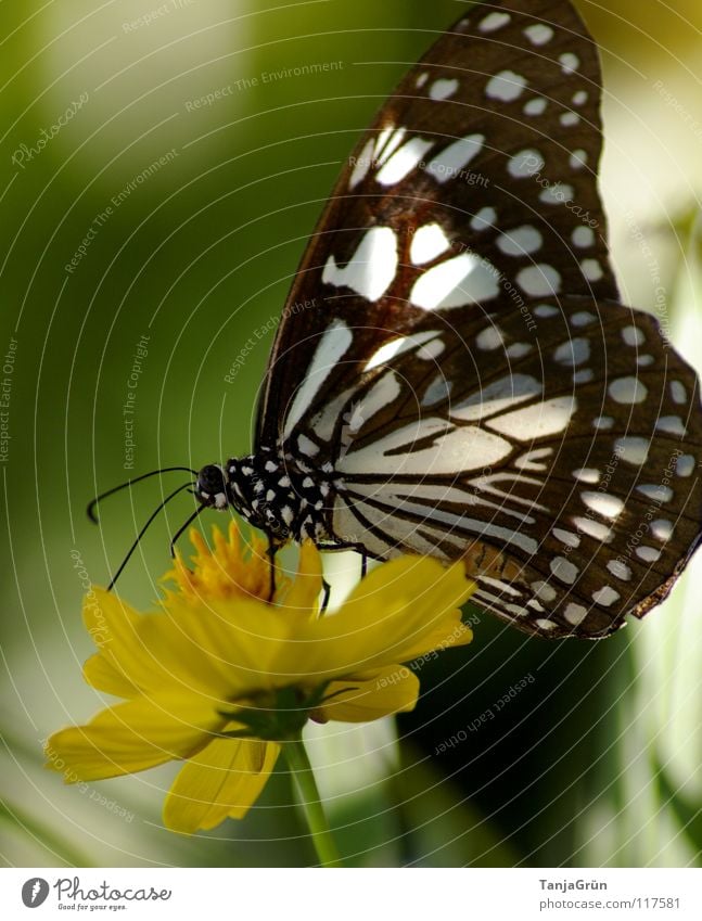 butterfly Butterfly Flower Blossom Plant Yellow White Black Multicoloured Summer Insect Break Physics Thailand Green Judder Honey Pollen Wing Flying Nature