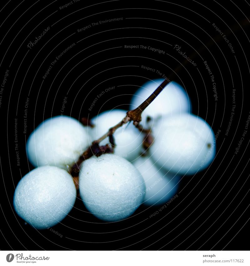 White Berries Fruit Plant Growth Sphere firecracker pea bush crunchberry iceberry Bushes Molecule Accumulation Background picture shrubbery Botany Ball