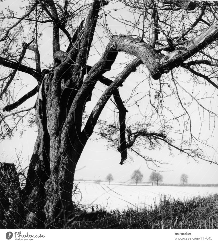 Cold distance II Tree Tree bark Headstrong Winter Field Horizon Leafless Loneliness Vantage point Mecklenburg-Western Pomerania Home country White Gray Classic