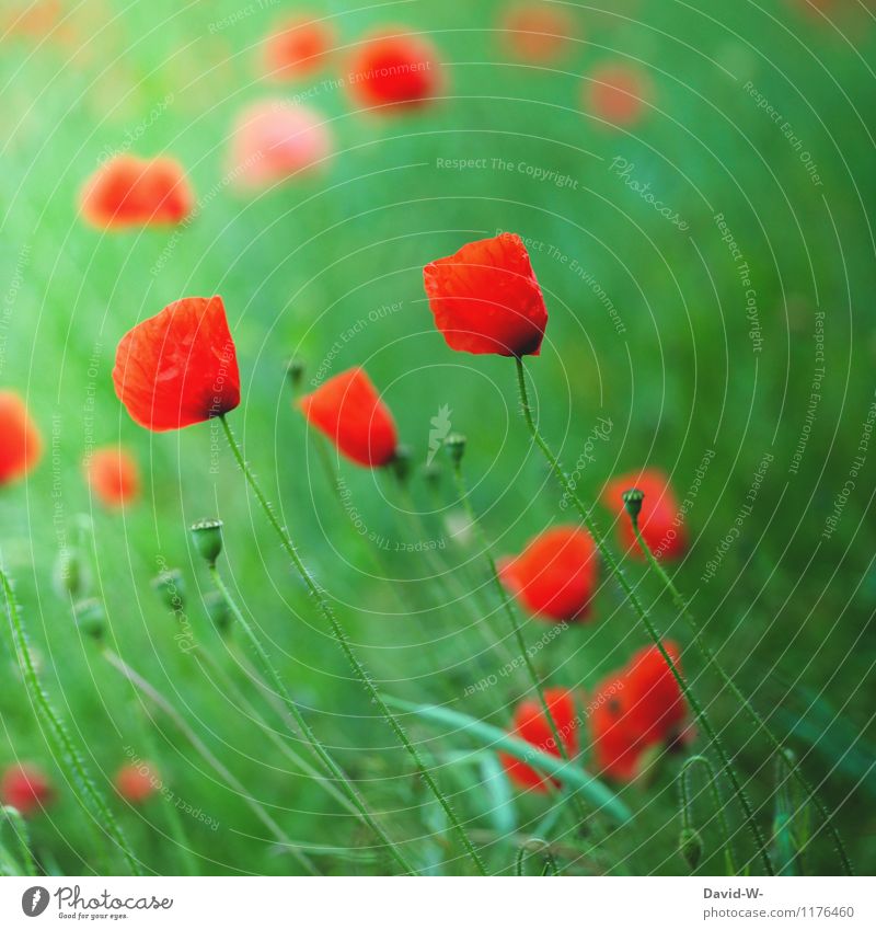 Poppy - glows or blooms Environment Nature Landscape Plant Spring Summer Beautiful weather Flower Foliage plant Agricultural crop Field Blossoming Growth Soft