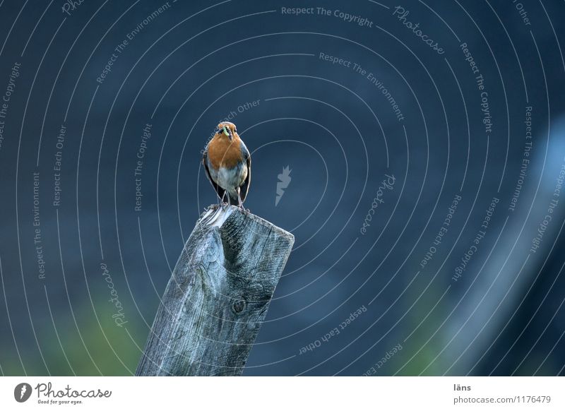 zaungast Bird Robin redbreast Sit Looking Vantage point Nature