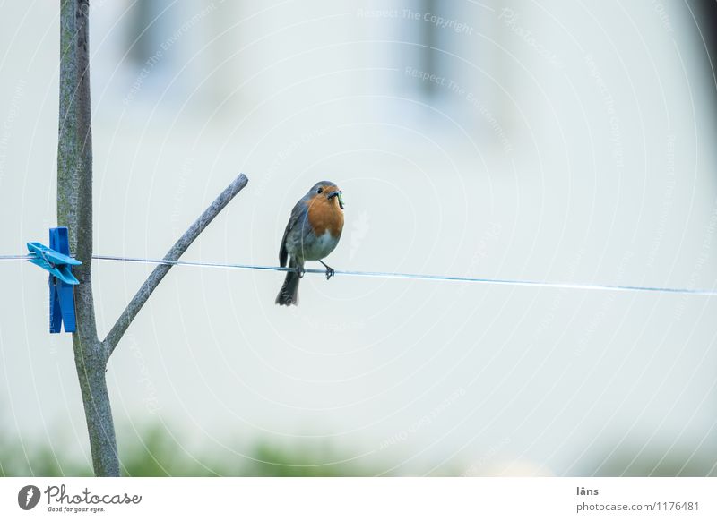I have... Bird Clothesline Robin redbreast Red Feed Clothes peg Sit