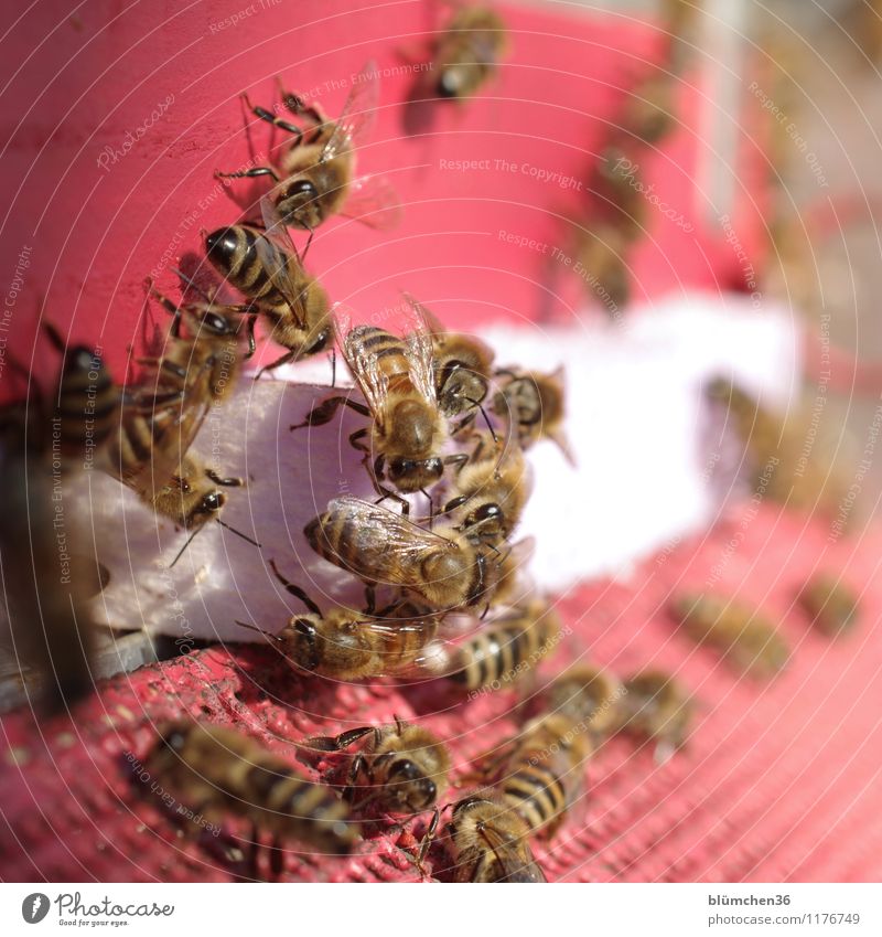 At work, teamwork. Animal Farm animal Wild animal Bee Honey bee Insect Flock Beehive Esthetic Small Natural Teamwork Work and employment Workplace Attachment