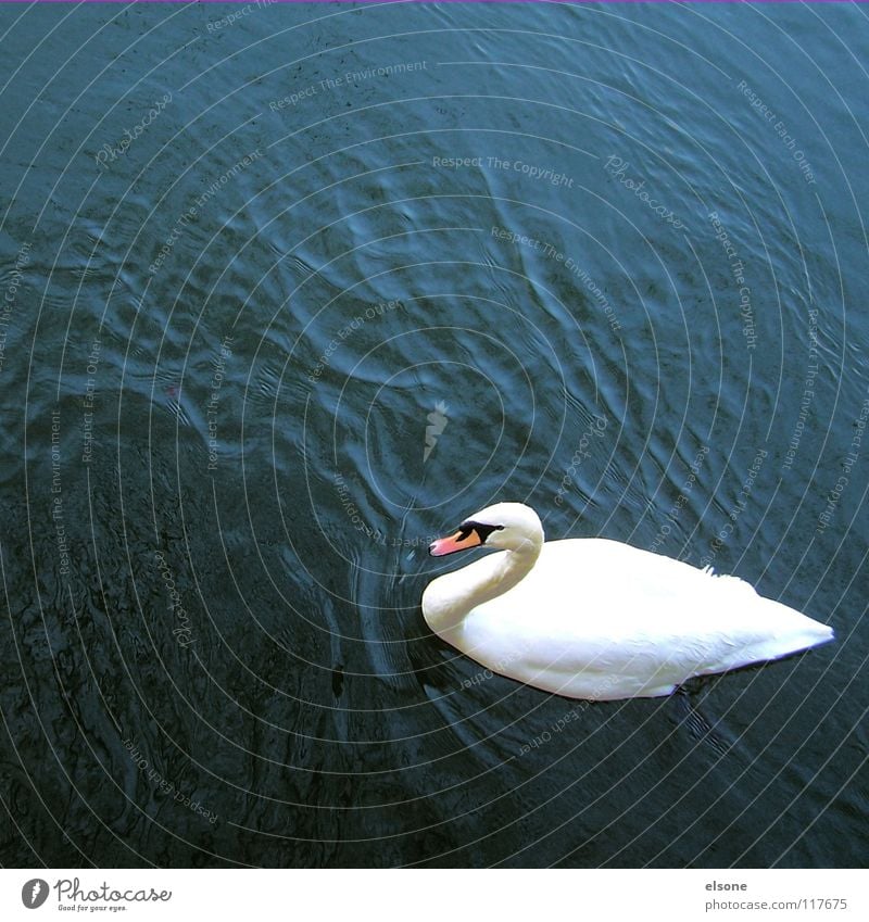 ::WHITE ON BLUE:: Swan Animal Bird Body of water White Waves Swell Current Wet Damp Chic Deep Clean Sterile How Pure Honest Clarity Lake Pond Ocean Water Flying