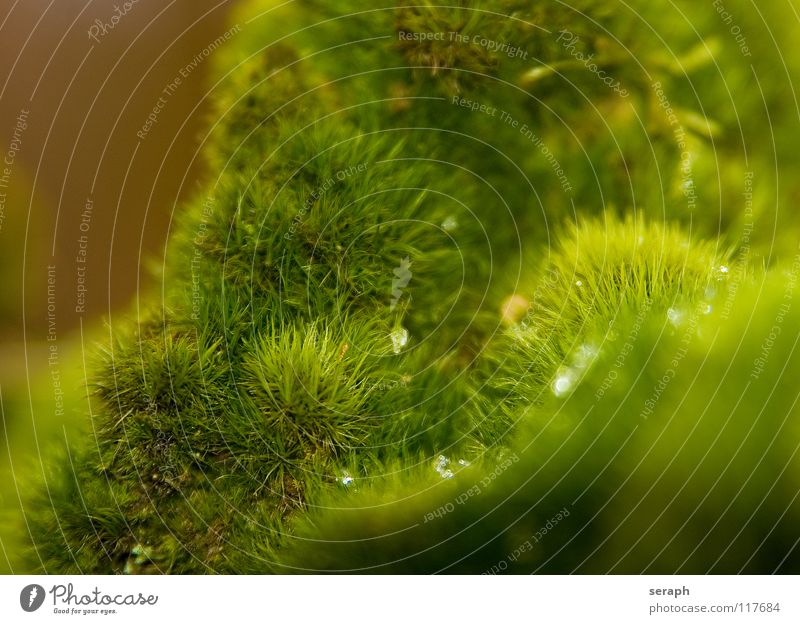 Moss Plants Green Background picture Encalypta Ground cover plant Spore Symbiosis Nature micro Lichen Macro (Extreme close-up) Botany Growth