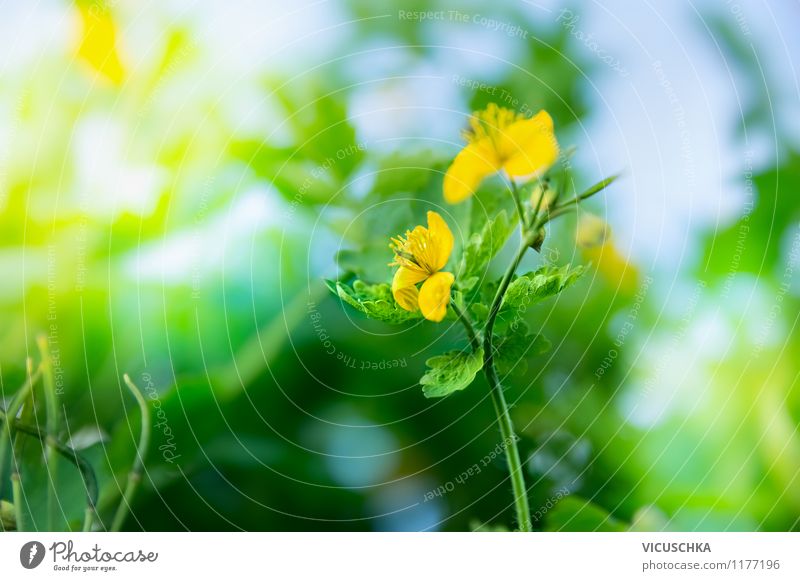 Celandine Blossom Design Summer Garden Nature Plant Sunlight Spring Beautiful weather Flower Foliage plant Wild plant Park Meadow Yellow Background picture