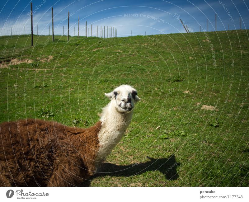 Yoo-hoo! Nature Landscape Summer Meadow Animal 1 Lie Emotions Happiness Contentment Optimism Communicate Llama Fence Game park Allgäu Shadow play