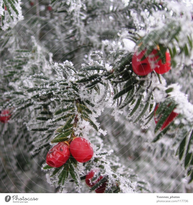 taxus Winter Snow White Fir tree Fir needle Red Rawanberry Coniferous trees Fruit Frost Ice Ice age Hoar frost Frozen Nature Cold To go for a walk Winter walk