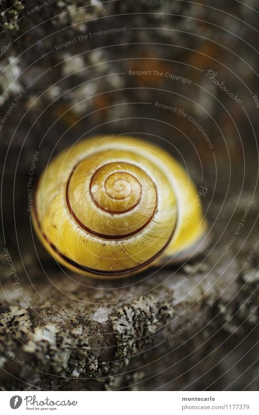 retreat Environment Nature Animal Snail Snail shell 1 Stone Thin Authentic Simple Firm Fresh Beautiful Cold Small Near Natural Round Clean Slimy Yellow Gold
