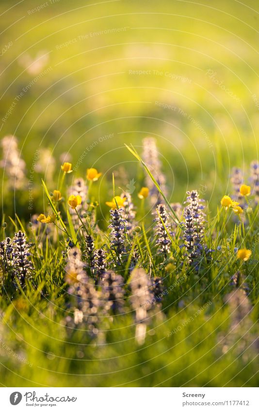 Blossoming | UT Köln Nature Plant Sunlight Spring Summer Beautiful weather Flower Grass Park Meadow Growth Fresh Small Warmth Calm Fragrance Environment