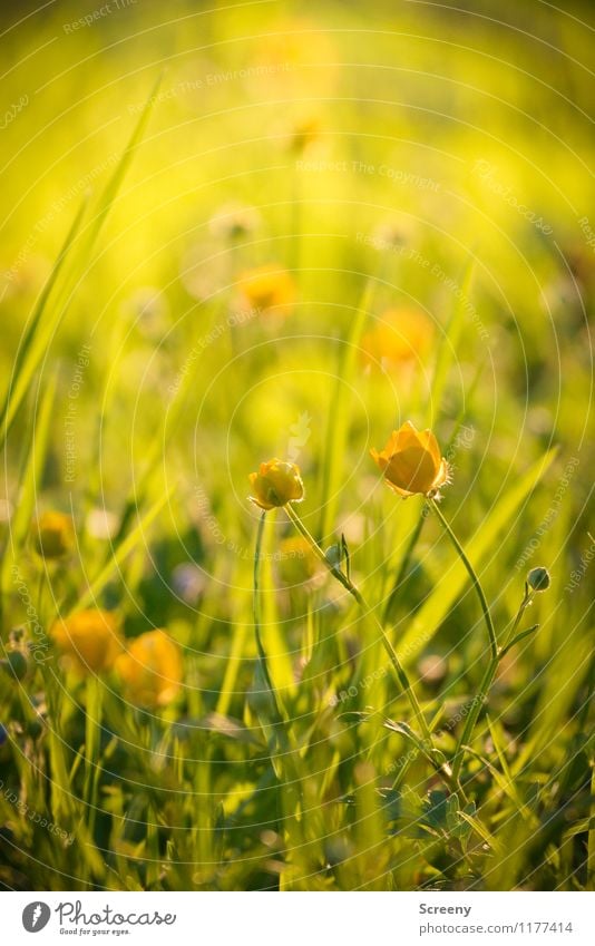 Meadow magic | UT Cologne Nature Plant Sunlight Spring Summer Beautiful weather Flower Grass Marsh marigold Park Blossoming Growth Fresh Small Warmth Yellow