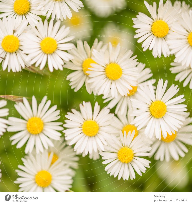 Daisy-Chain | UT Cologne Nature Landscape Plant Spring Summer Beautiful weather Flower Park Meadow Blossoming Growth Small Natural Yellow Green White