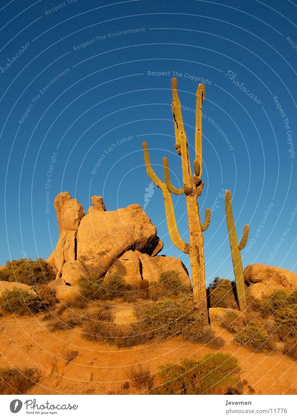 Phoenix Desert Americas Cactus Sonora Desert Blue sky Cloudless sky Clear sky Isolated Image Rock formation Deserted Stone block