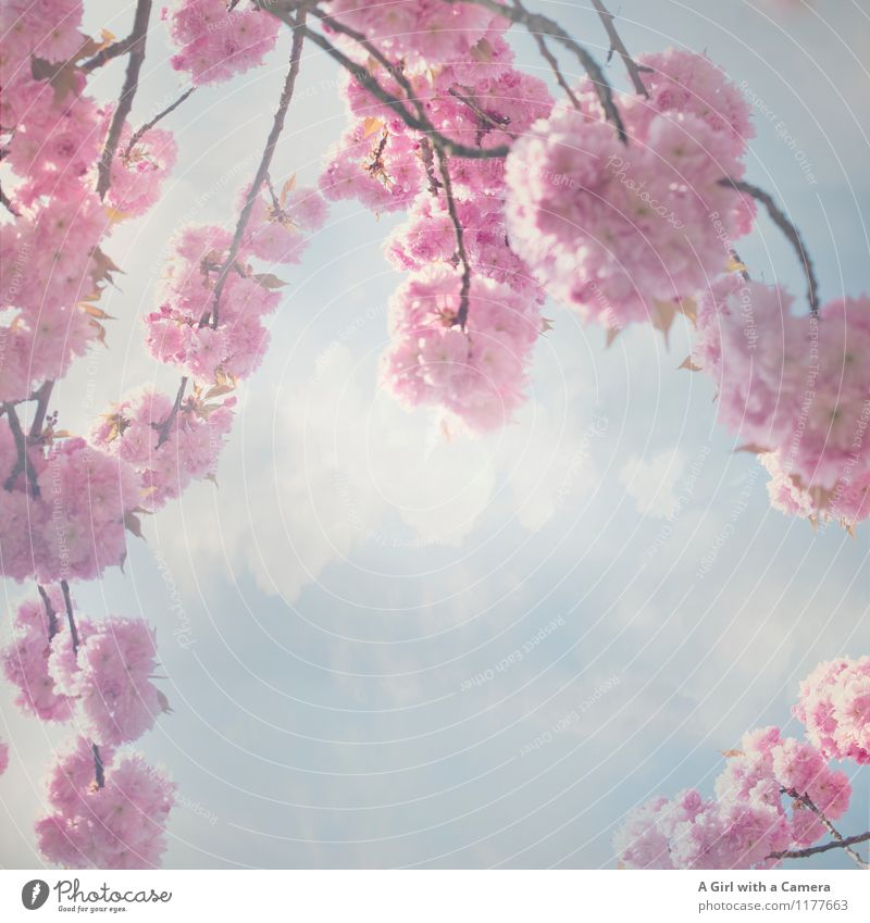 THE BEGINNING Environment Nature Plant Sky Clouds Spring Beautiful weather Tree Blossom Garden Park Blossoming Pink Cherry blossom Splendid Subdued colour