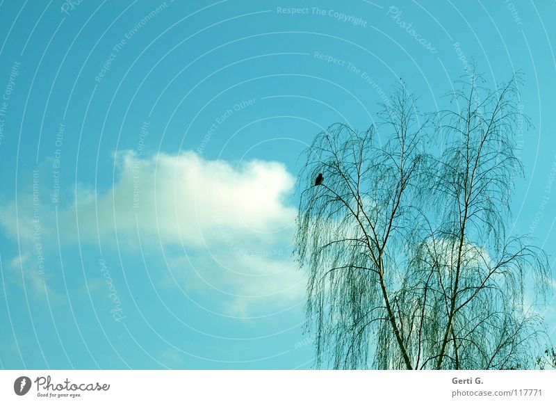 You got a birdie. Sky blue Heavenly Delicate Branchage Tree Bird you have :-) funny bird