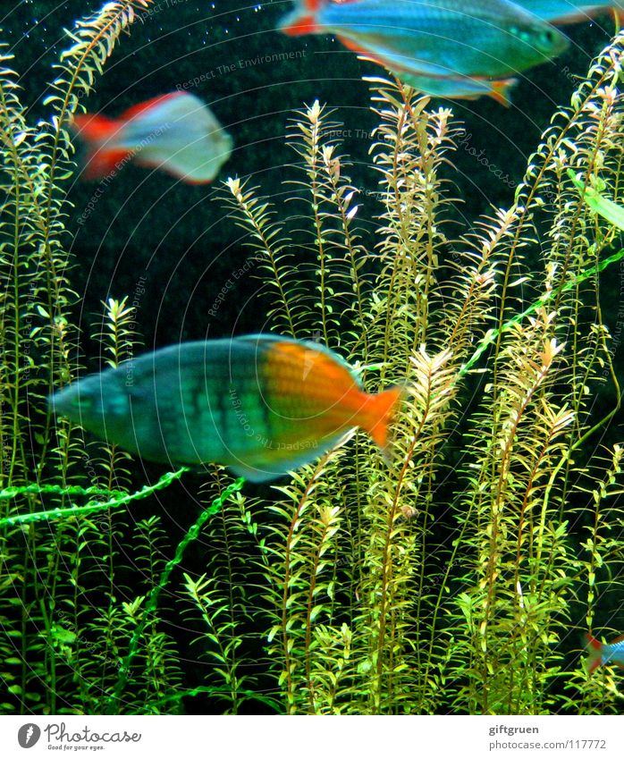 fischers fritzens splendid specimens Fisherman Catch Fishing (Angle) Fishing rod Multicoloured Aquarium Algae Dark Wet Ocean Lake Sea water Dive Snorkeling