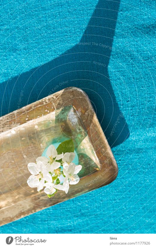 tray Table tablecloth Tray flowers Shadow Light