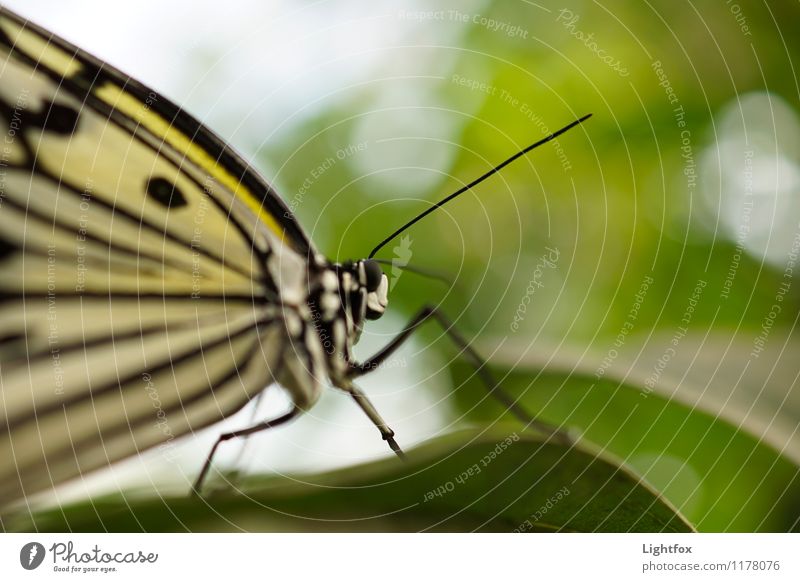 butterflies Animal Butterfly 1 Emotions Moody Zoom effect Detail Nature Point Leaf Feeler Eyes Compound eye Colour photo Exterior shot Central perspective