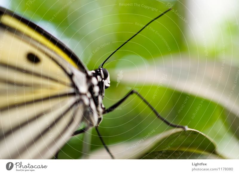 Take off Butterfly 1 Animal Relaxation Infancy Moody Airplane takeoff Feeler Ease Nectar Insect Legs Wing Colour photo Exterior shot Central perspective