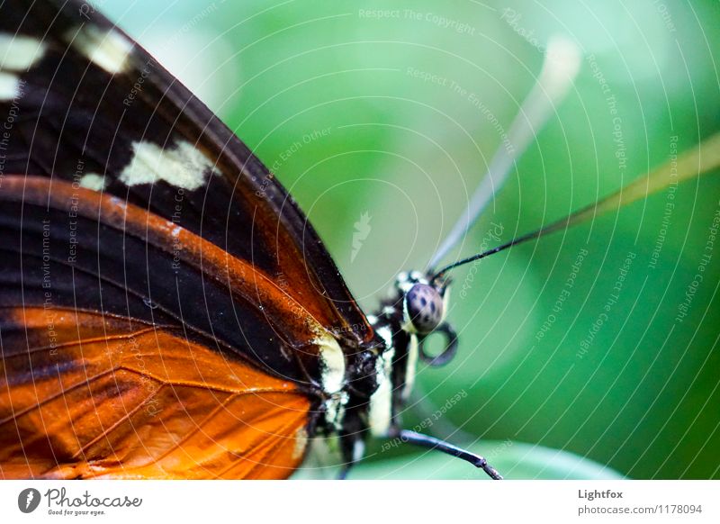 ...and it made Zoom Animal Butterfly 1 Magnifying glass Microscope Green Orange Black White Wing Scales Ready to start Zoom effect Compound eye rest Fly