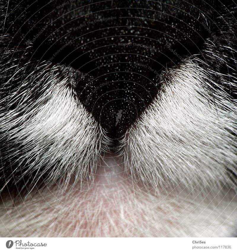 CatsSmell Scratch Frontal Rip Snarl Black White Pink Womanizer Northern Forest Macro (Extreme close-up) Close-up Mammal Beautiful Domestic cat snort Muzzle