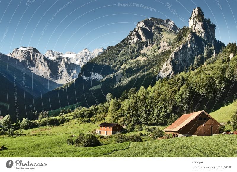 postcard idyll Switzerland Massive Tree Meadow Grass Canton Uri Vacation & Travel Summer Air Well-being Agriculture Mountain Rock Snow Isenthal Beautiful