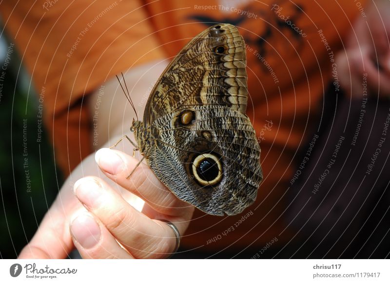 Another beauty on the hand Nature Beautiful weather Animal Wild animal Butterfly Wing 1 Feeding Sit Exceptional Exotic Friendliness Glittering Natural Brown